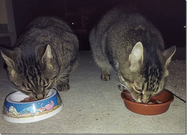 Pourquoi Les Chats Ne Finissent Pas Leur Gamelle Deux chats accèdent à la propriété… et aux soins – Chats Libres de