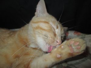 chat nimes