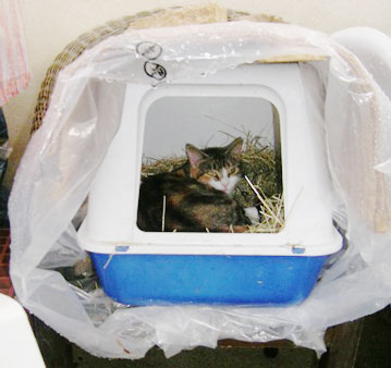 Construire Un Abri Pour Chats Chats Libres De Nimes Agglo Construire Un Abri Pour Chats Chats Libres De Nimes Agglo