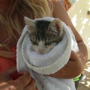journee-ordianire-soin-chat