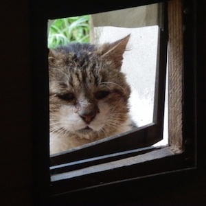 journee-ordinaire-chat-luarentc