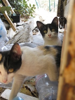 journee-ordinaire-chats-sylvie-parking