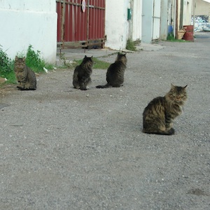 chats-rues