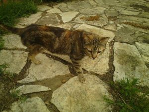 anoukis-fin