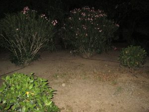 IMG_1114
