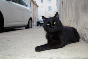 a-chat-DSC_6378