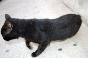 a-chat-DSC_6380