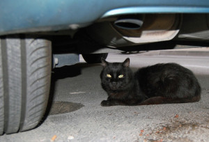 a-chat-DSC_6382