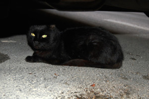 a-chat-DSC_6384