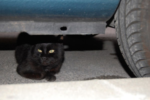 a-chat-DSC_6405