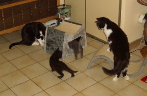 famille nombreuse-02