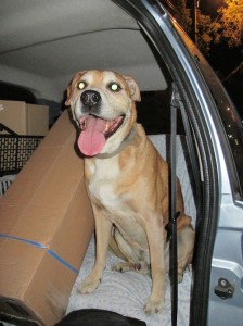 le chien perdu de la montagnette