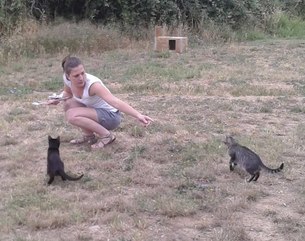 Comment Apprivoiser Un Chat Sauvage Ou Errant Chats Libres De Nimes Agglo