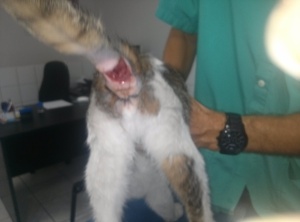 chat beaucaire 001