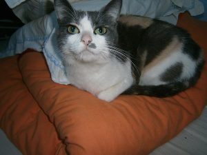 cendrillon-fin
