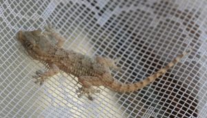 lezard