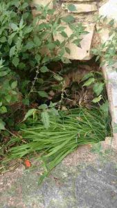 chatte-bb-mur