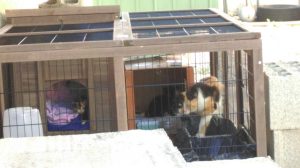 cage-maman-patte