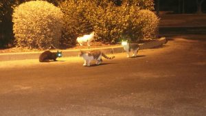 chats-rue-kfc