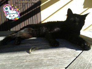 black 2