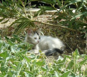 chaton-garons