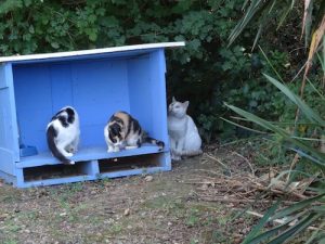 restau-chat