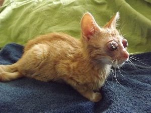 yeux chatons 2