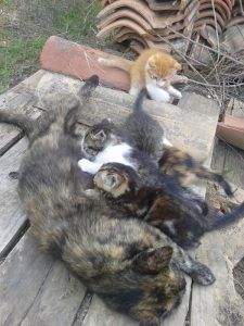 famille-ecaille-tortue