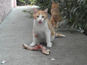 chat-mange