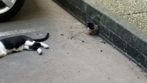 chat-rues