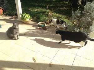 chats-herisson-laure