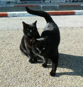 2-noires