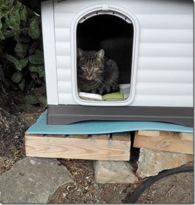 chats-proprietaires