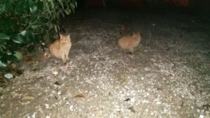 chats roux