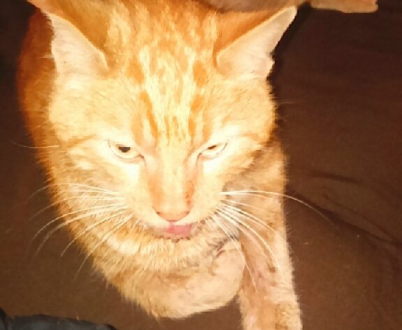 Tigrou Gueule Cassee Classe 15 Chats Libres De Nimes Agglo