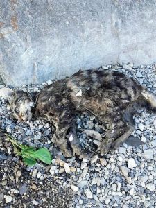 chat-sommieres-mort