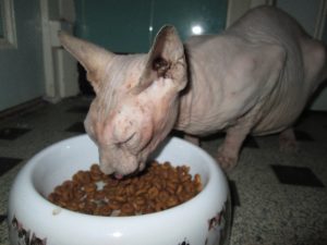 cali-chatte-sans-poils-2