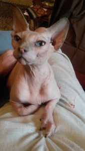 cali-chatte-sans-poils-3