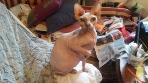 cali-chatte-sans-poils-4
