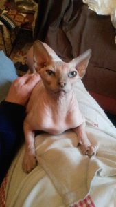 cali-chatte-sans-poils-6