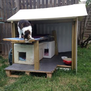 maison-chat-agens
