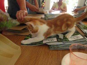 aide-chaton-mise-pli