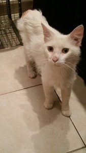 chat-blanc-sans-queue