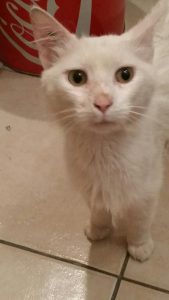 chat-blanc-sans-queue-tete