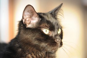 chat-noir-PB