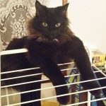 concours-chat-noir-1