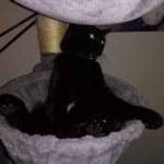 concours-chat-noir-2
