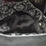 concours-chat-noir-4