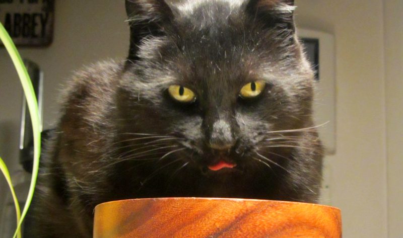 Resultats Du Concours Mon Chat Noir Mon Porte Bonheur Chats Libres De Nimes Agglo