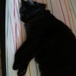 concours-chat-noir-6